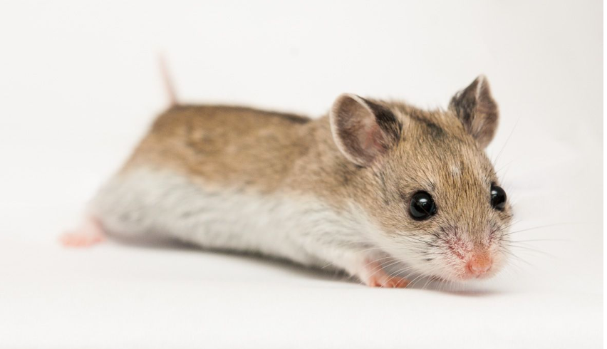 Chinese Hamster