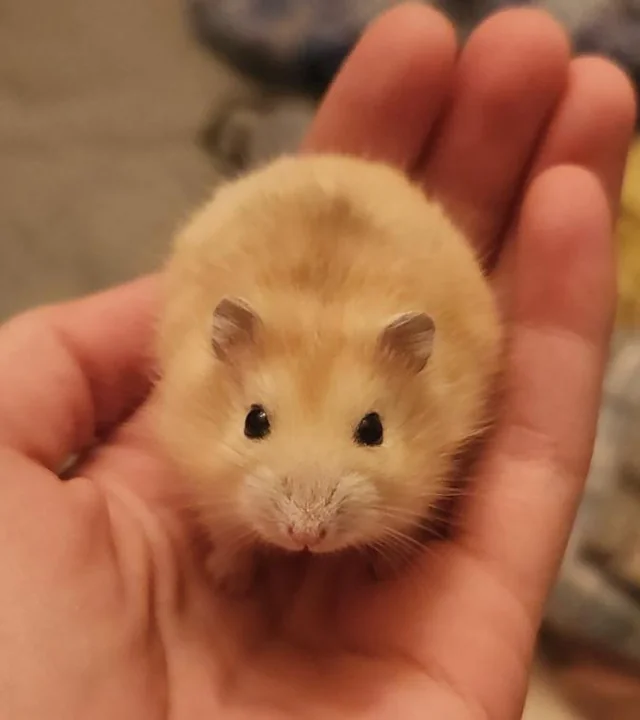 Hamster 1