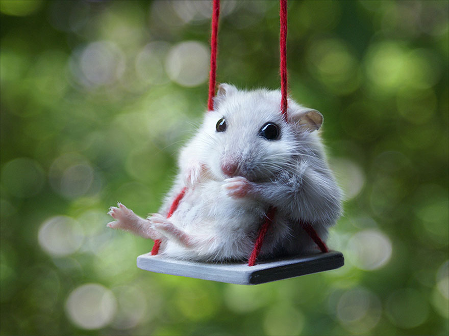 Hamster 2