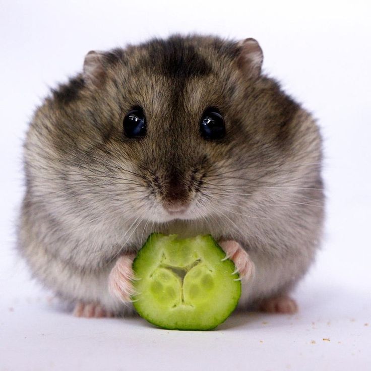 Hamster 4