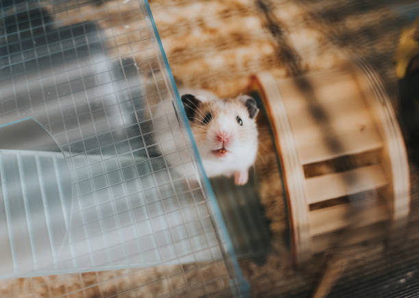 Hamster 6