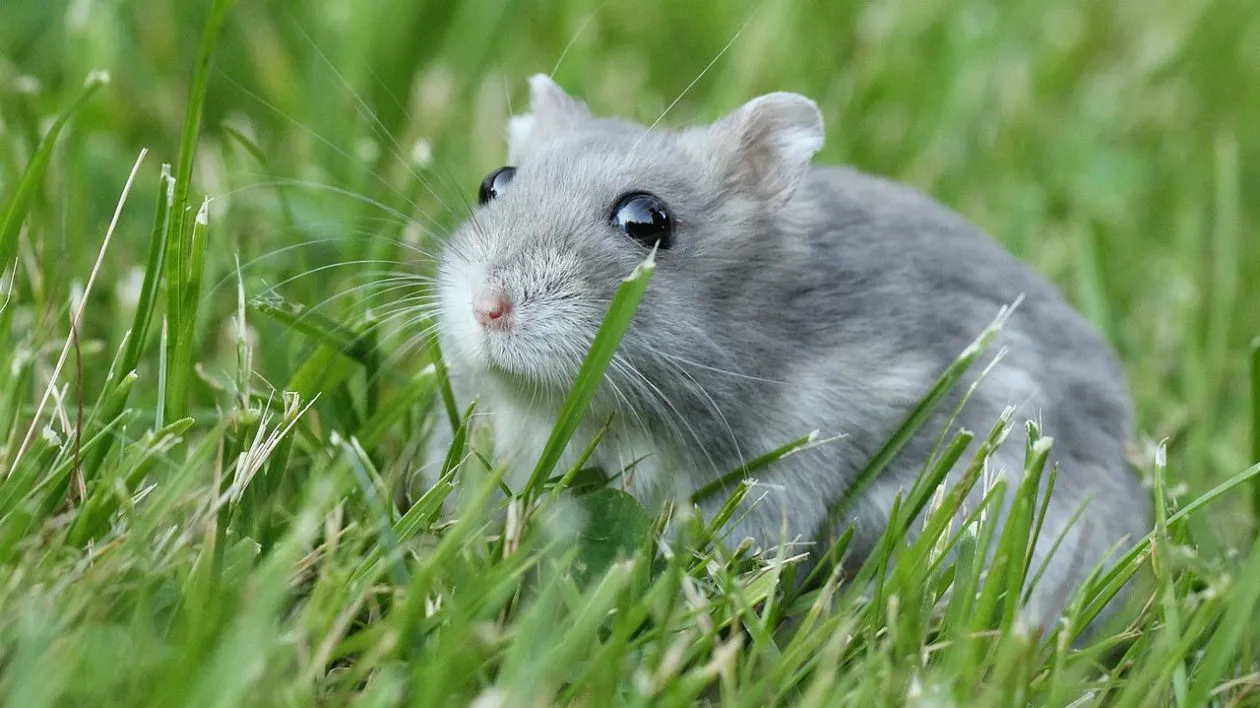 Cute Hamster