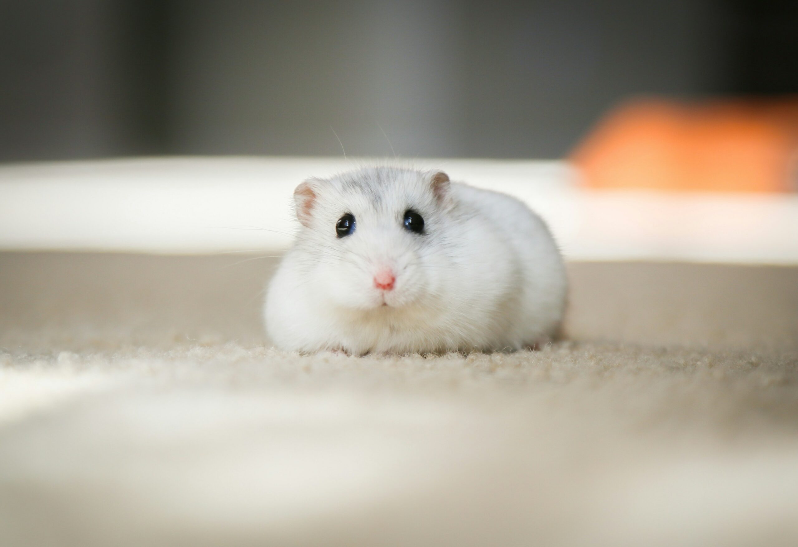 Hamster Eating