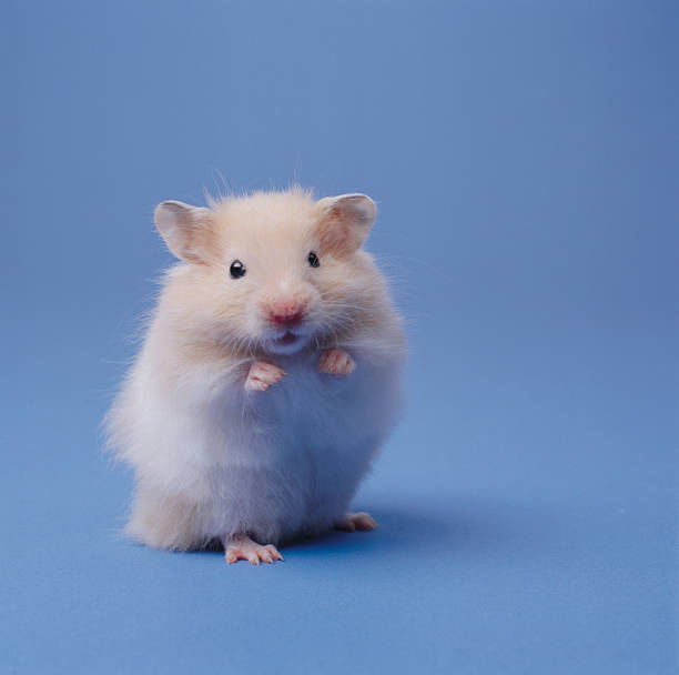 Hamster 7