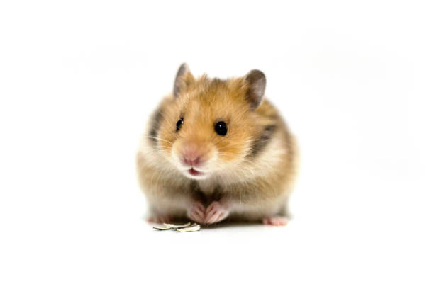 Hamster 8