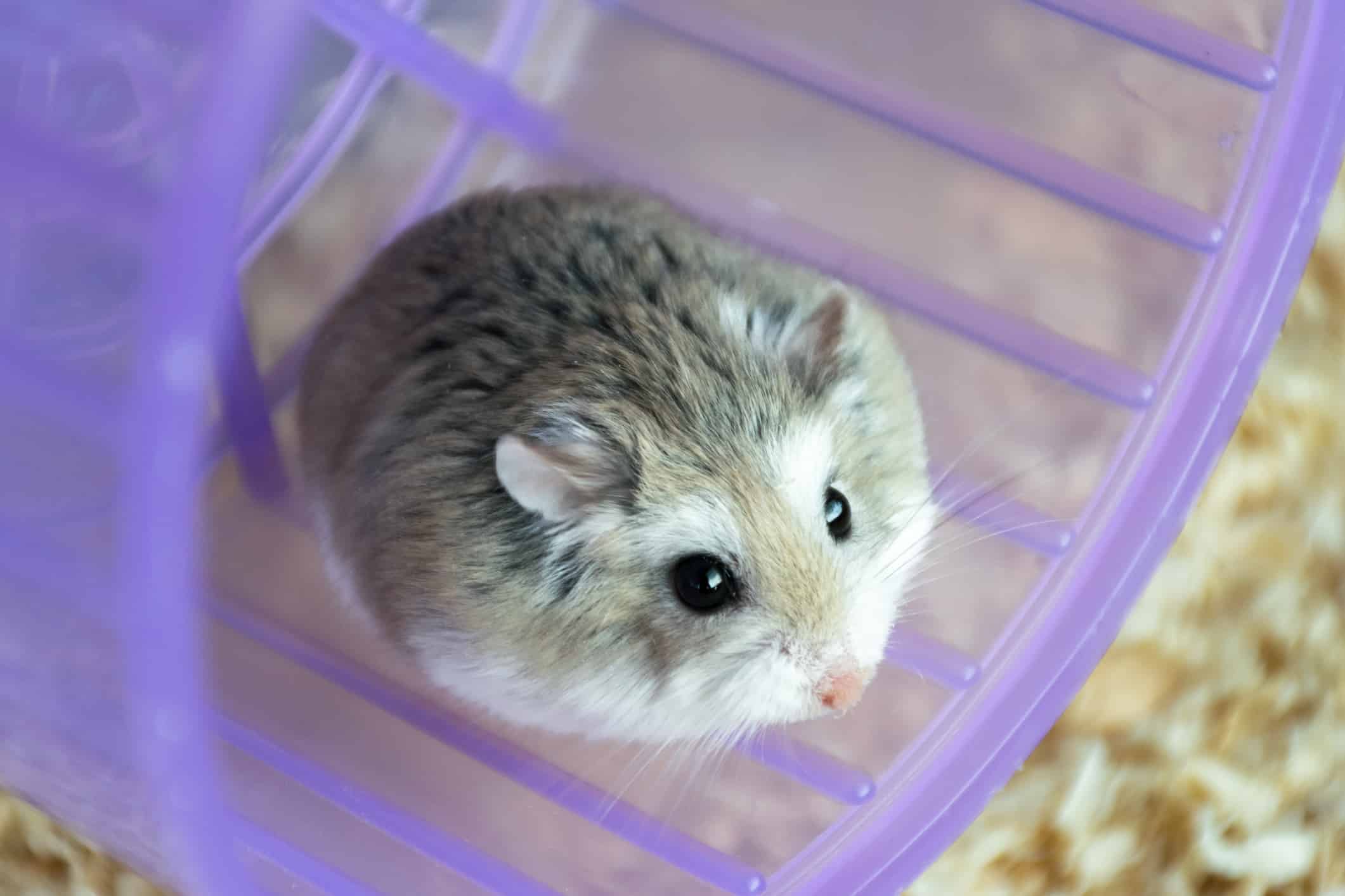 Roborovski Hamster