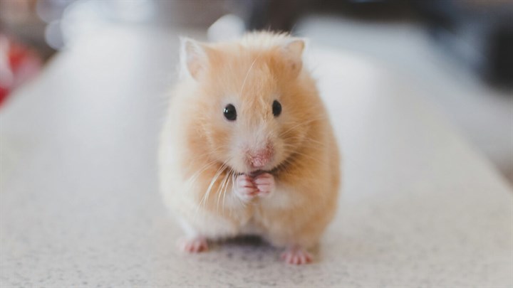 Syrian Hamster